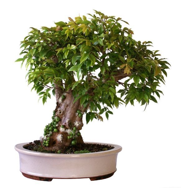 bonsai jabuticaba