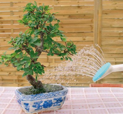 Rega de bonsai